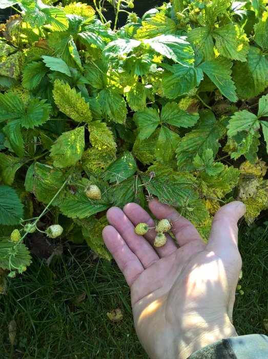 Hand håller omogna gula smultron framför en planta med delvis vissna blad.