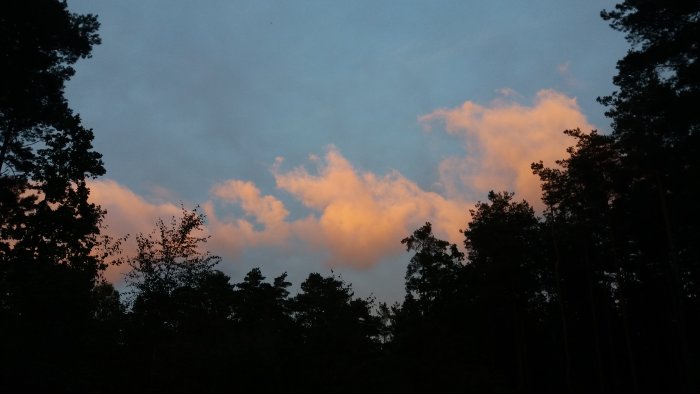 Kvällshimmel med rosa moln ovan trädtoppar mot mörkare bakgrund.