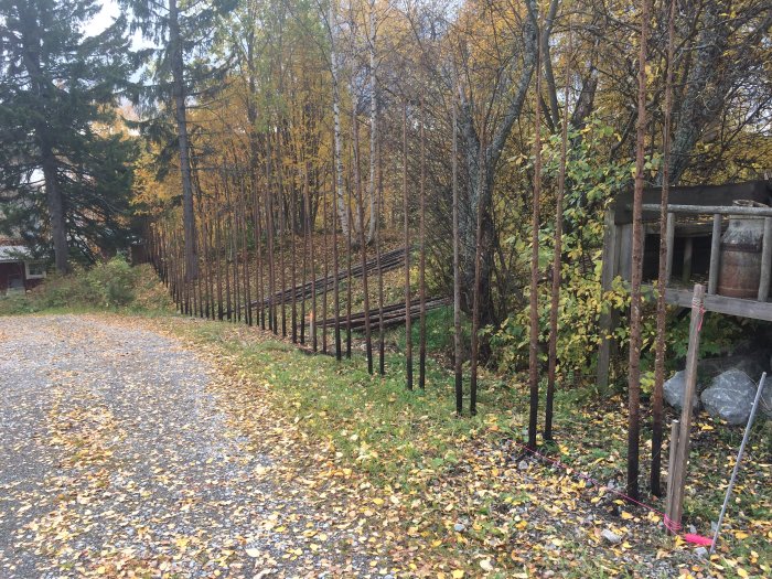 Installation av en traditionell gärdsgård längs en grusgång med höstlöv och träd i bakgrunden.