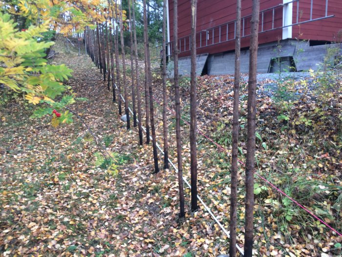 Uppställning av stolpar för en gärdsgård längs en lövklädd sluttning med en röd byggnad i bakgrunden.
