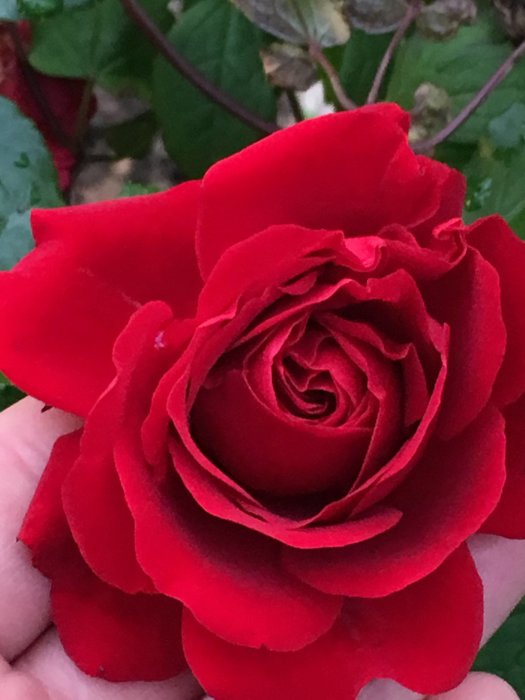 Närbild på en blommande röd ros i någons hand, symbol för trevlig helg.