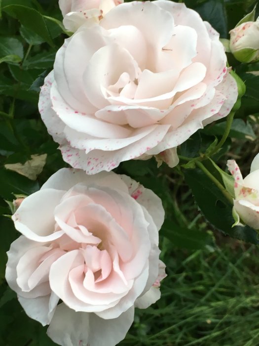 Två ljusrosa rosor i närbild med gröna blad och knoppar i bakgrunden.