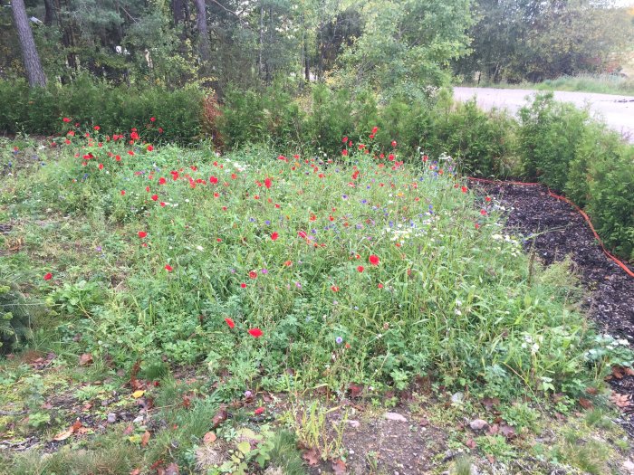 Blommande sommaräng med röda vallmo och blandade vilda blommor i Värmland.