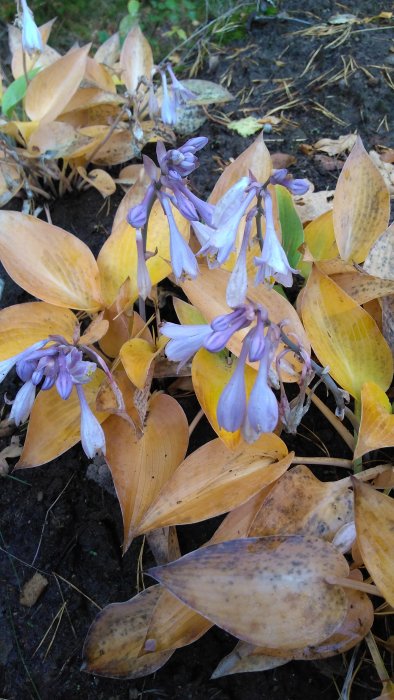 Vissnande blå höstblommor bland gula löv på marken.