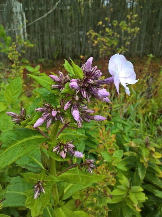 Blommor med purpurlila knoppar och ett öppet vitt blad i regn med oskarp grönska i bakgrunden.