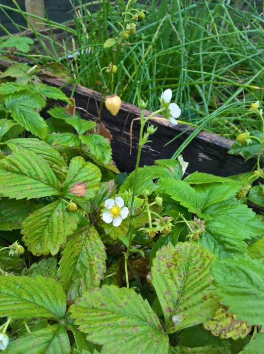 Regnvåt trädgård med blommande smultronplantor och gula bär mot gröna blad och gräsbakgrund.