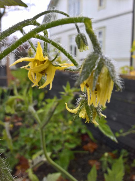 Blommande gula tomater, Romello, med vattendroppar på en regnig dag mot suddig trädgårdsbakgrund.