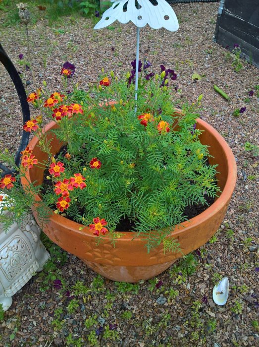 Terrakottakruka med blommande Tagetes och gröna växter, grusig mark, dekorativ vindflöjel och sked.