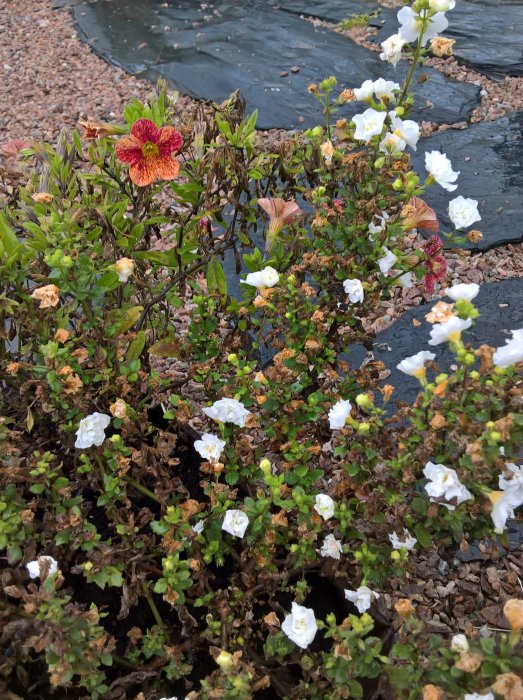 Blomstrande trädgårdsrabatt under regn med bland annat blommande flox och smultron samt gröna bladverk.