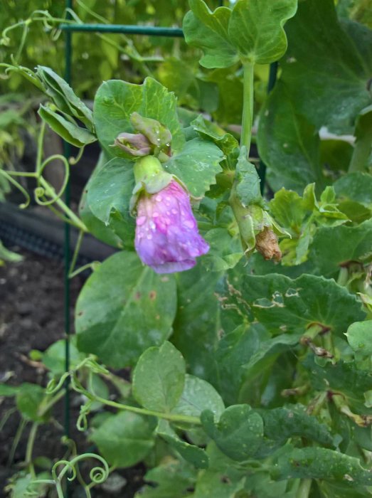 En sockerärtplanta med blomma i regn, blad med vattendroppar i en trädgård.