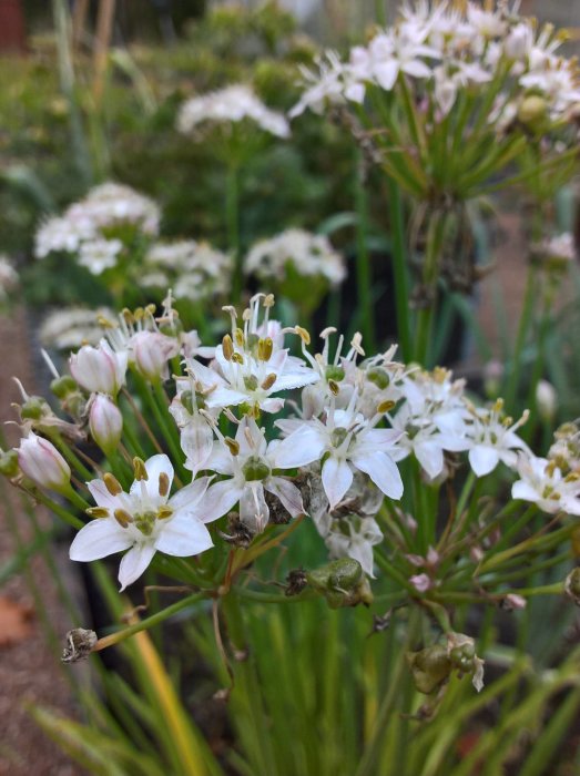 Närbild av blommande Kinesisk gräslök med vita blommor i en trädgård.