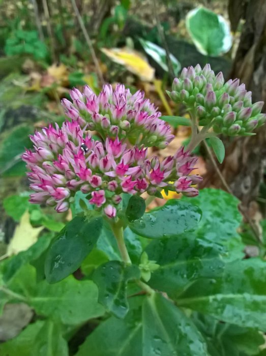 Närbild av blommande kärleksört med rosa blommor och gröna blad täckta av regndroppar.