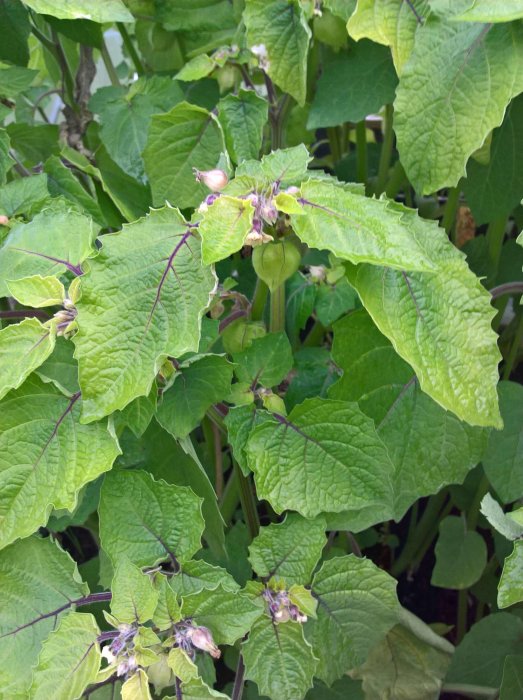 Närbild av gröna physalisplantor med omogna frukter och blommor, skyddade av grönska.