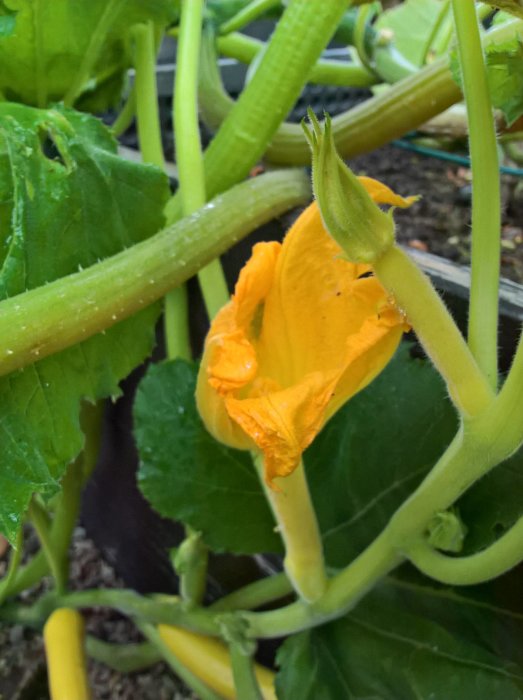 Närbild på blommande squash med gröna blad och omogna frukter i en köksträdgård.