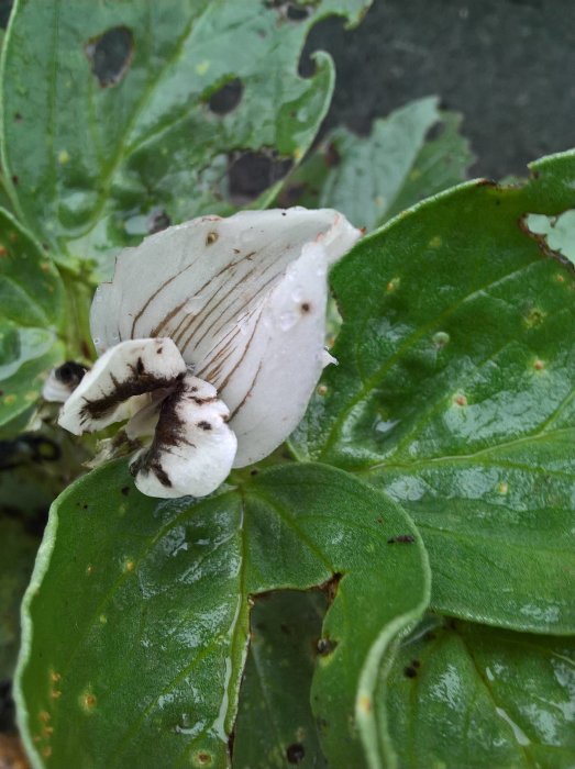 Vit blomma och gröna blad med vattendroppar, tecken på höstväxt.