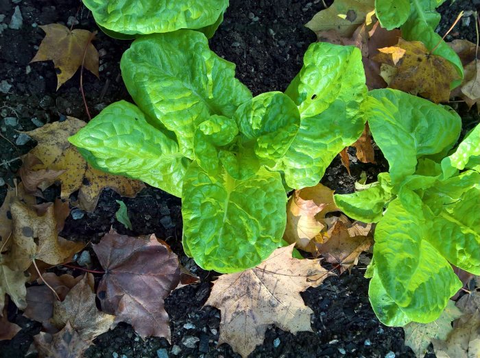 Grönskande salladsblad bland gula och bruna höstlöv på en odlingsbädd.