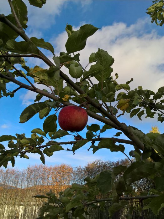 Rött äpple på gren med gröna och gula löv mot blå himmel.