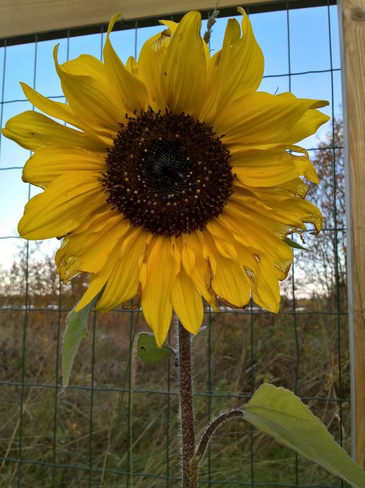 En blommande solros framför ett staket med höstnatur i bakgrunden.