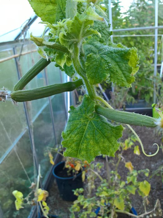 Gröna omogna squasher på växt i ett hemmaväxthus, med andra plantor i bakgrunden.