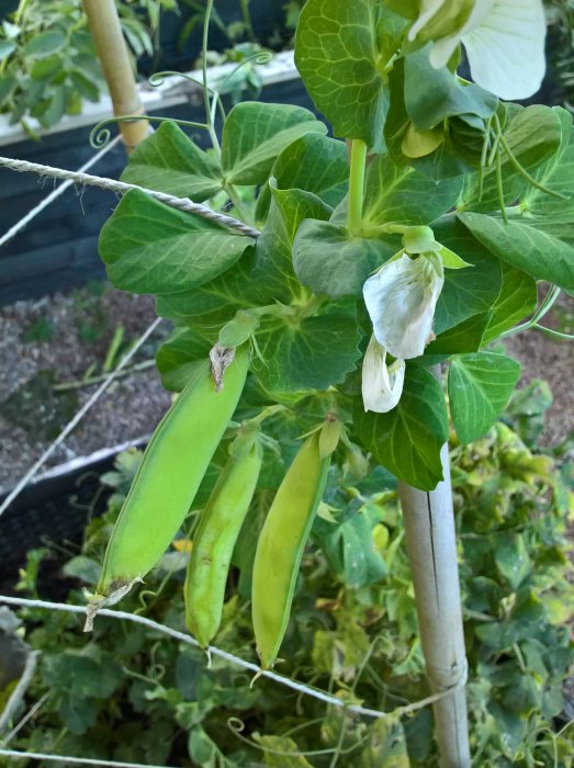 Mogna gröna ärter på planta med blad och spirande rankor i en trädgårdsodling.