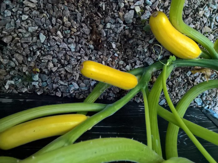 Gula squashfrukter med gröna stjälkar som ligger på en svart plastduk omgiven av småsten.