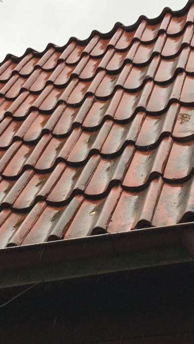 Närbild av vått rödbrunt taktegel med mossa och regndroppar, perspektiv underifrån.