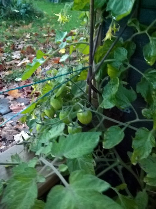 Tomatplantor skyddade bland gröna blad och omgivande vegetation, några tomater synliga.