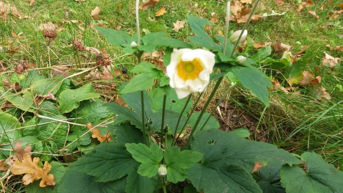 Vit blomma med gula ståndare i grönt gräs med höstlöv.