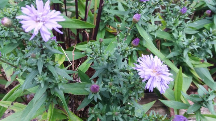 Lila blommande och knoppande aster i grön trädgårdsmiljö.