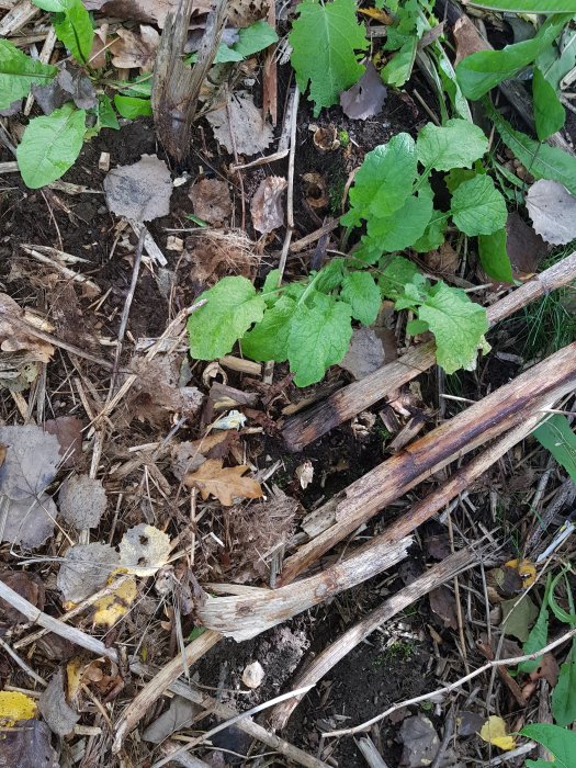 Bild av en trädgårdsyta med avhuggna växtstammar och frodiga gröna blad runt omkring.