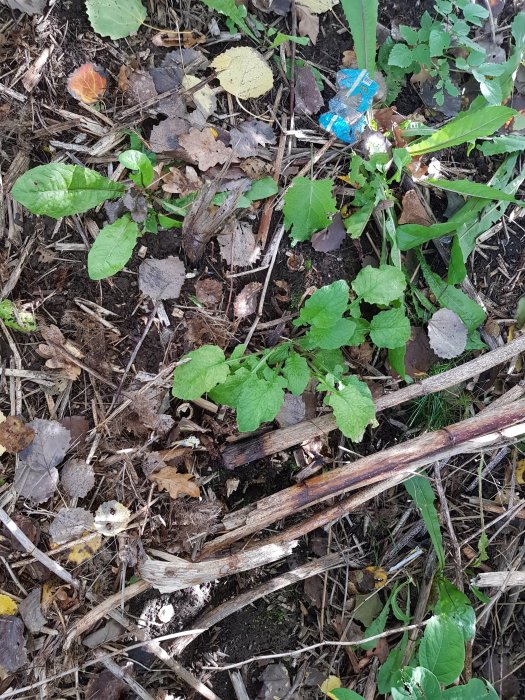 Gröna plantor och vissnade löv på skogsmark med behandlade stammar i förgrund.