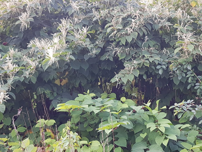 Lummig vegetation med olika gröna blad och blommande vita ax mot en bakgrund av tätare bladverk.