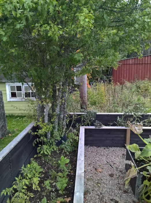 Trädgård med höstväxter, övergivna odlingslådor och ett hus utan fönster i bakgrunden.