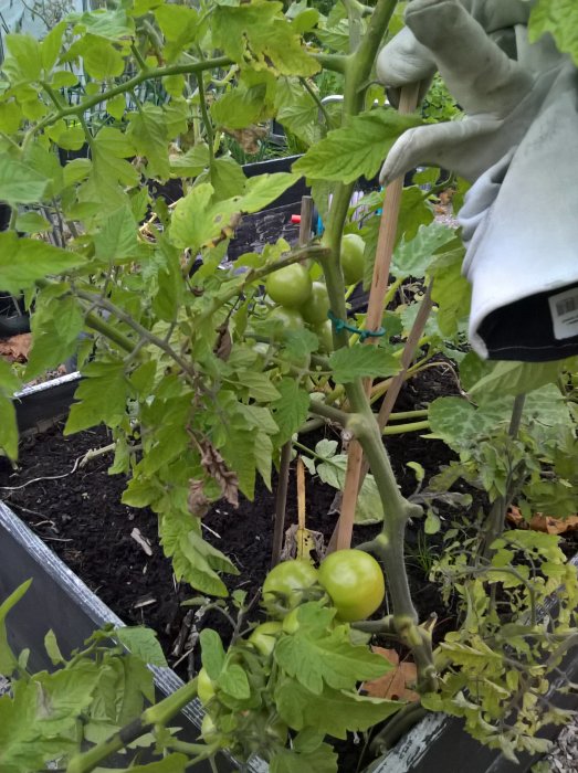 Omoget tomatplantage med gröna tomater och stödpinnar i en svart odlingslåda.