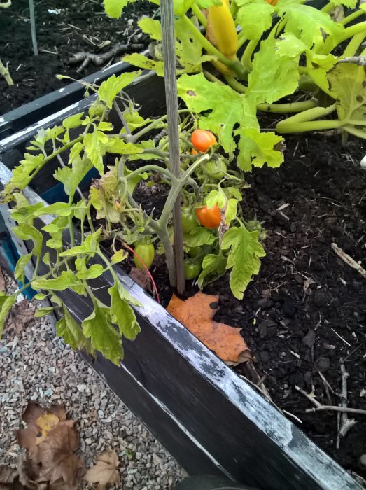 Tomatplanta med mogna och omogna tomater i en odlingsbädd, gul squash i bakgrunden.