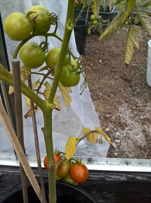 Omoget tomatkluster med både gröna och orange tomater på en planta i ett växthus.