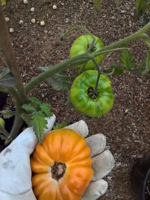 En hand i trädgårdshandske håller en mogen orange tomat med gröna tomater i bakgrunden.