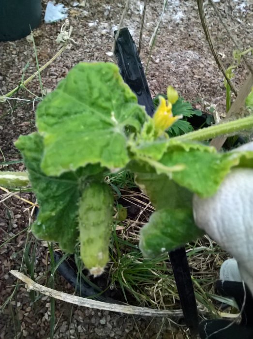 Gurkplanta med omogna frukter och gul blomma i trädgårdsland.