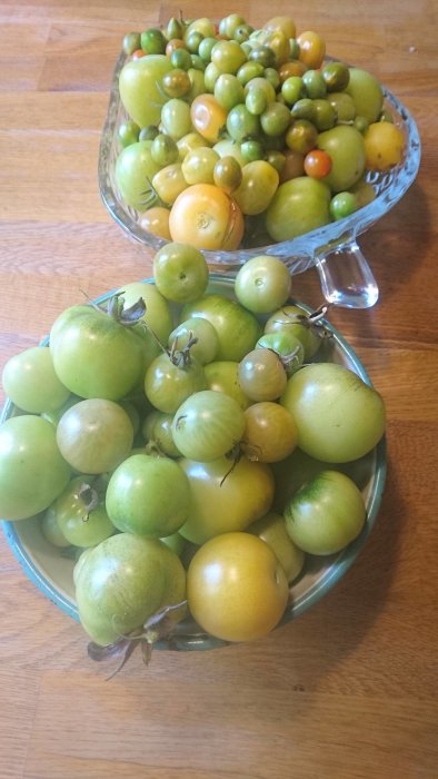 Två skålar på bord fyllda med gröna och omogna tomater i olika storlekar som ska mogna.