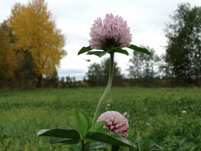 Nahaufnahme einer rosa Kleeblüte mit einer kleinen Spinne an der Unterseite, vor einem Herbsthintergrund mit gelben Bäumen.