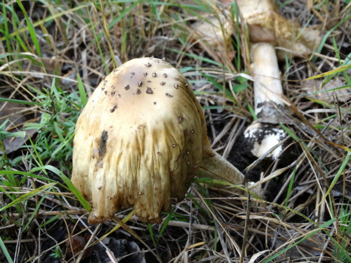 Närbild av en åldrande svamp i gräset med fläckar och grå spår av åldrande, omgiven av dött gräs.