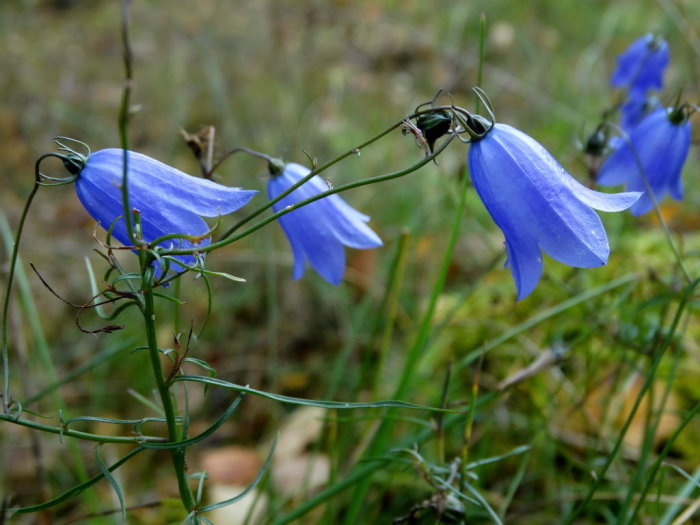 Blåklockor, Campanula art, som blommar i grön natur, symbol för trots mot hösten.