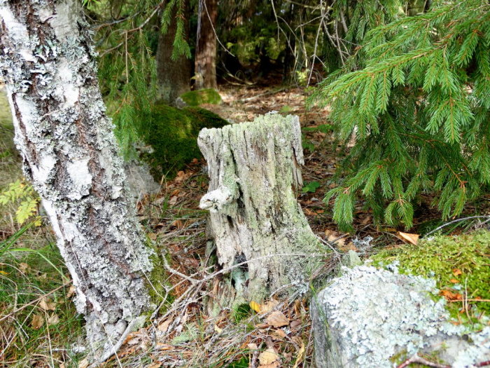 Lavtäckt gammal trädstubbe i skog med mossa, barrträd och löv på marken.