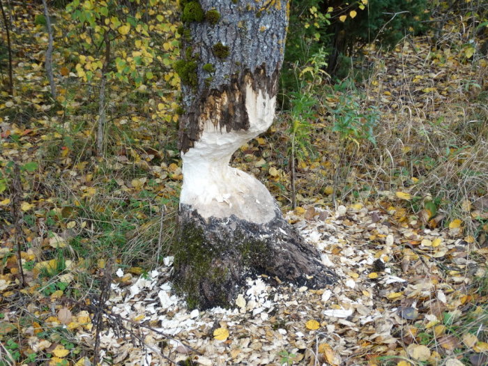 Träd med tydliga gnagspår av bäver i en höstlig trädgård omgiven av löv och gräs.