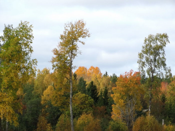 Träd med höstfärger i en trädgård, löv som övergår från grönt till rött och gult.