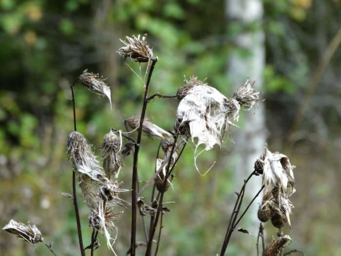 Nertorkade tistlar med grått hårliknande fröfluff i naturlig miljö.