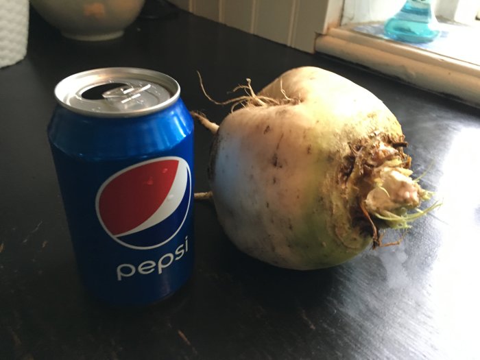 Stor rödbeta bredvid en Pepsi-burk för storleksjämförelse på ett köksbord.