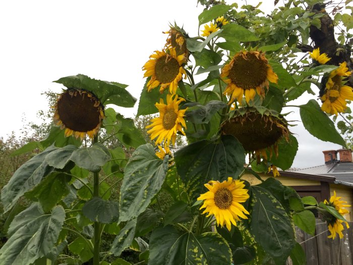 Höga solrosor med några blommor i full blom och andra som vissnar, mot molnig himmel.