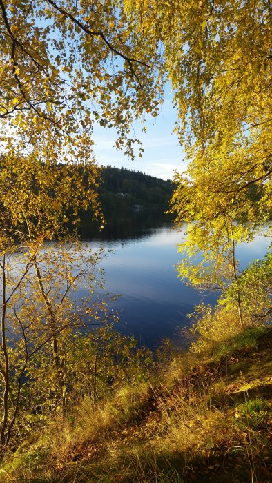 Höstlandskap med gula löv på träd vid en lugn sjö och skog i bakgrunden.