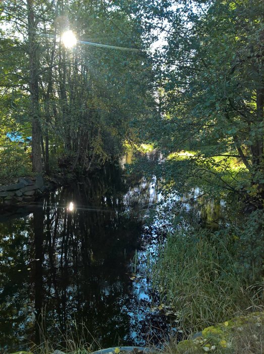 Tranquil bäck omgiven av grönska under en joggerunda en tidig morgon med solstrålar som speglas i vattnet.